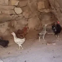 2مرغ تخمگذار 2 واروک و ی خروس بفروش می‌رسد