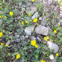 علت معده درد،وداغ شدن دست پا چیه