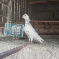 کفتر سار نر جفتگاهی
