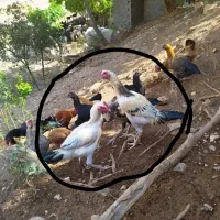 خروس|حیوانات مزرعه|باینگان, |دیوار