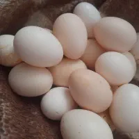 تخم مرغ