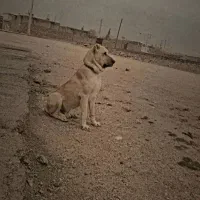 سگ شکاری