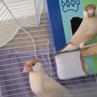 فنچ نرگسی شکلاتی