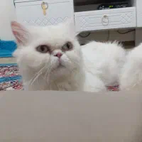 گربه