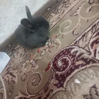 خرگوش