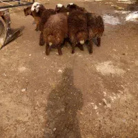 ۸راس بره تیر ماهی 38تا40کیلو میشه