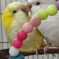 جفت راهب نروماده زرد و سفید