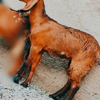 کهره مری ماده لنگ ستایی درشت