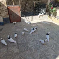 ۱۵عددطوقی نامبروان