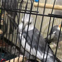 سه تا طوسی یکی وایت فیس