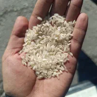 فروش برنج کامفیروزی درجه یک به شرط پخت