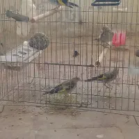 ۴ تا جوجه سهره درجه یک