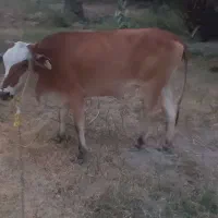 گستر چاق و سرحال