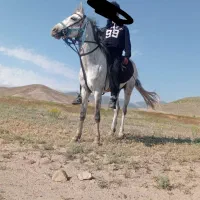 اسب|اسب و تجهیزات اسب‌سواری|هریس, |دیوار