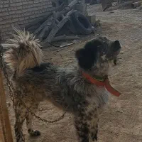 سگ خاکستری