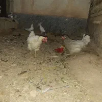 دوتا مرغ رسمی تخم گذار و ۴ تا کفتر