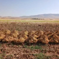 استخدام‌ کارگردسکنه