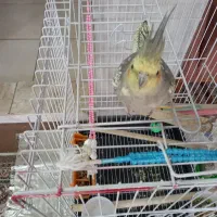 ۲عدد عروس هلندی ماده مرواریدی سفیدنر لوتینو۶ماه