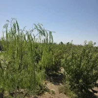 250 متر باغچه شهرکی بی نظیر