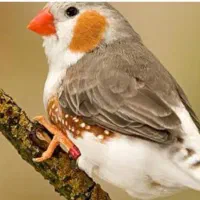 دو عدد فنج نر و ماده