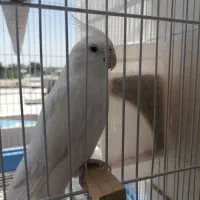 عروس هلندی ماده جوان