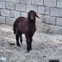 گوسفند نر