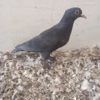 کلاغ پرپا