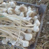 سیر تازه محلی برداشت امسال . مستقیم از کشاورز