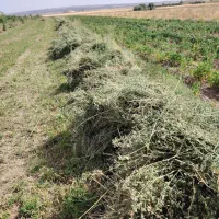یونجه بیده