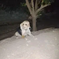 سگ نگهبان