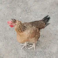 مرغ. و خروس