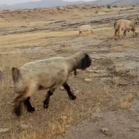 معامله با بز تخمی