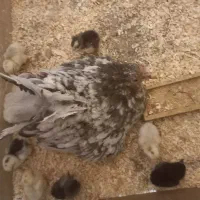 ۸ عدد جوجه گلین ۳ روزه زیر مرغی
