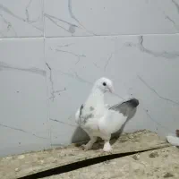 کبوتر شقشقی عراقی، نر دم آبی کاکولی