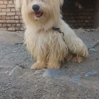 شیتزو نر