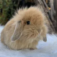 خرگوش مینی لوپ عروسکی/مجموعه بانی پت