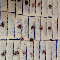 رشته خشکار بزرگ ۲۰سانتی ارسال رایگان