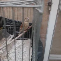 سینه سرخ نر