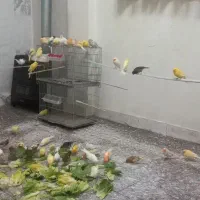 قناری تعداد