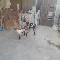 کهره