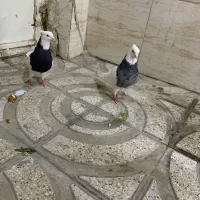 کفتر طوقی