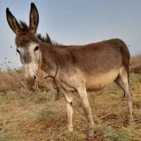 خر  ماده   گله ای  بسیار آرام