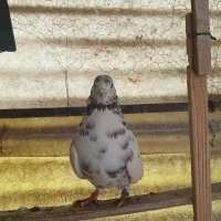 سه تا کفتر درجه یک و پرشی گرفتنی تیر ماه