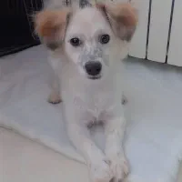 سگ پامر کراس