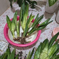 ریشه گل سانسوریا