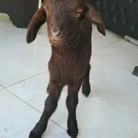 دو عدد بره شیری نر و ماده
