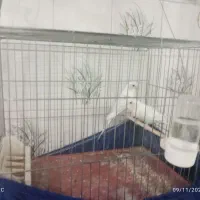 مرغ عشق با قفس