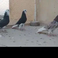 معاوضه با مرغ یا نوچه مرغ