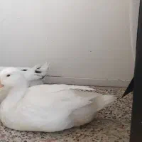 دوعدداردک خونگی سالم وسرحال