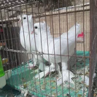 کبوترراعبی سفید۲کاکل
